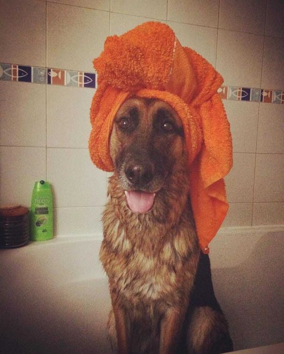 Pet Sitting Estádia Dog Hotel Barreiro— Hospedagem e Passeios