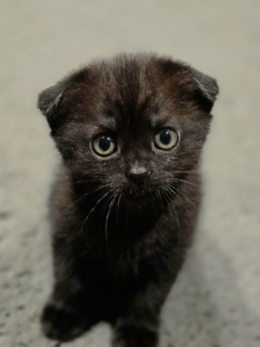 Кошечка  вислоухая