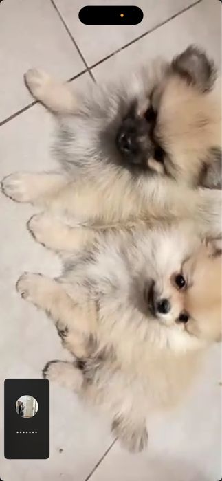 шпіци мініки, пушистики шукають люблячих батьків