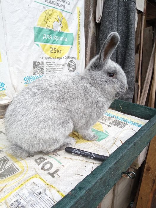 Європейське срібло