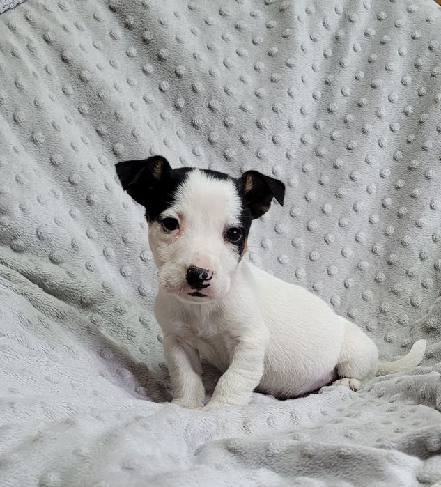 Jack russel macho