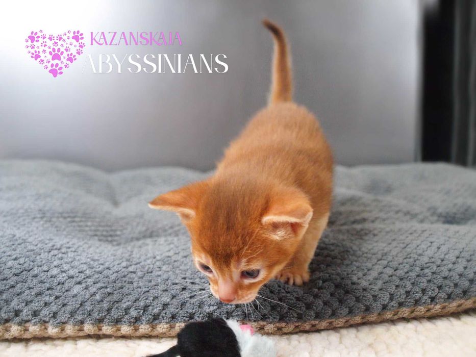 Гарнюня хлопчина абісинська кішка кошеня