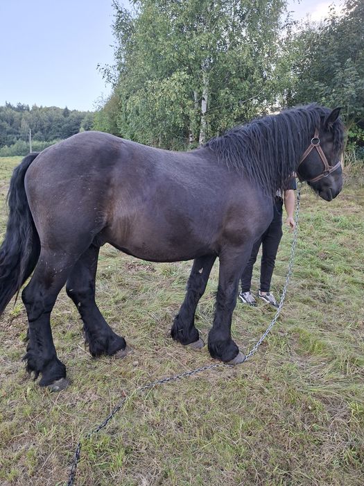 Sprzedam ogiera zimnokrwistego