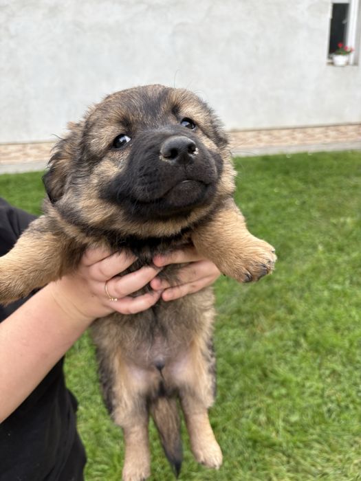 Oddam dwa pieski i jedną suczkę