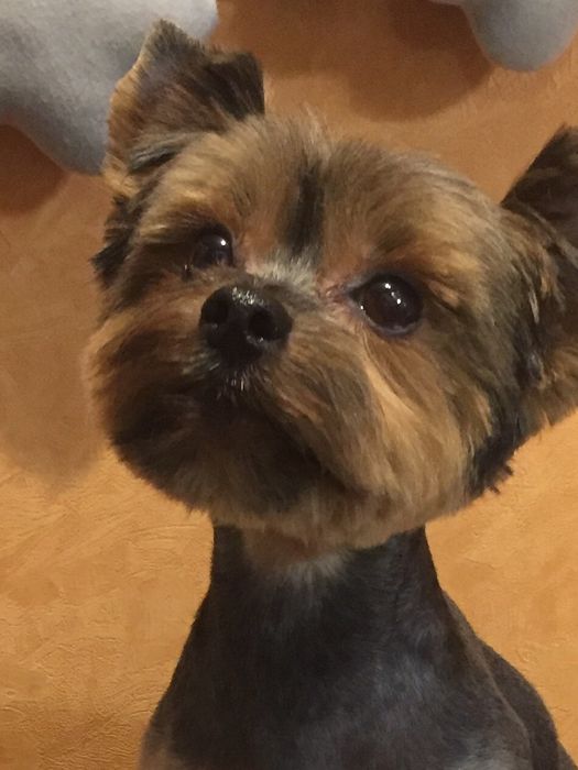 Грумерские услуги