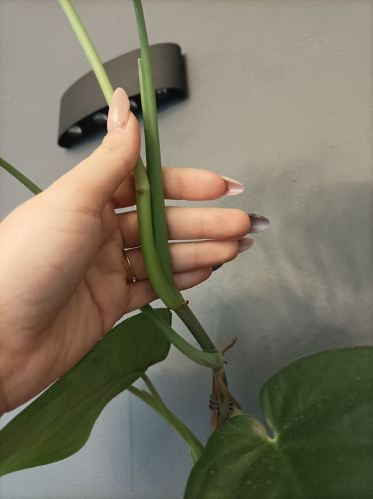 Sadzonka cięta syngonium dark night