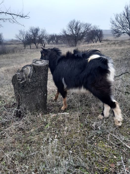 Продается козел.