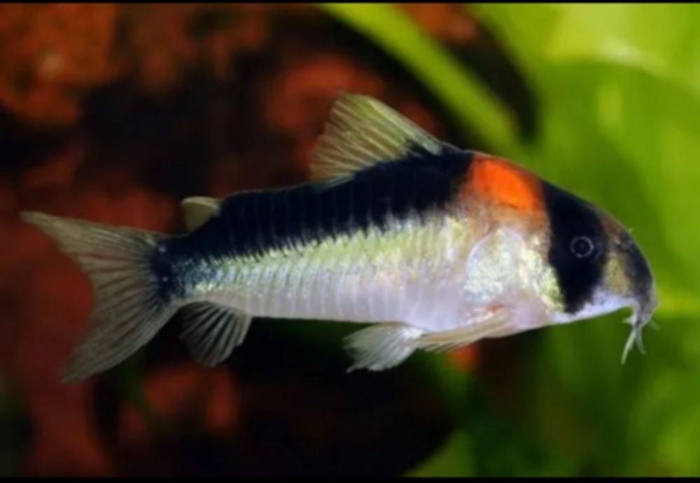 Corydoras Adolfoi