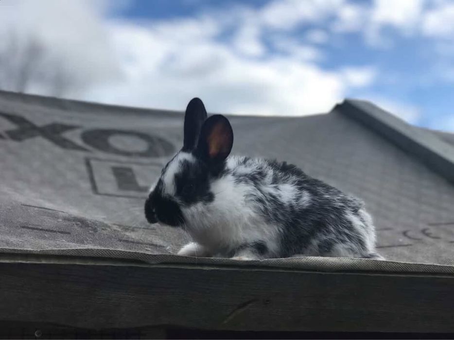 Króliczki mieszańce