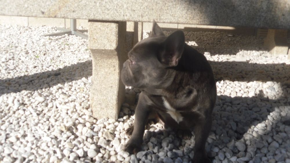 Bulldogue Francês azul macho