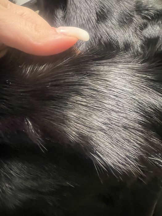 Норкова шуба 44 розмір