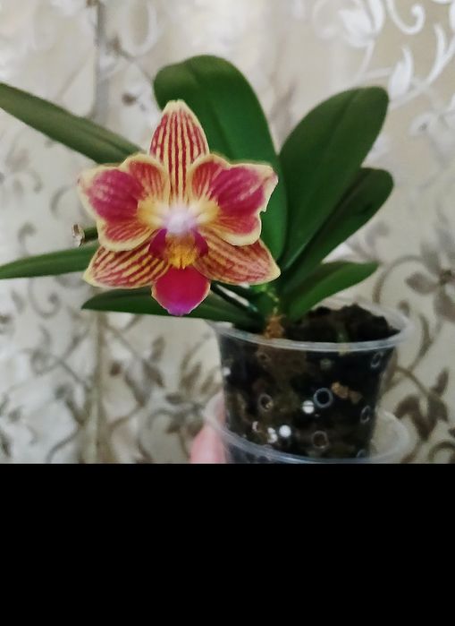 Продам свои домашние орхидеи. Адаптированы.