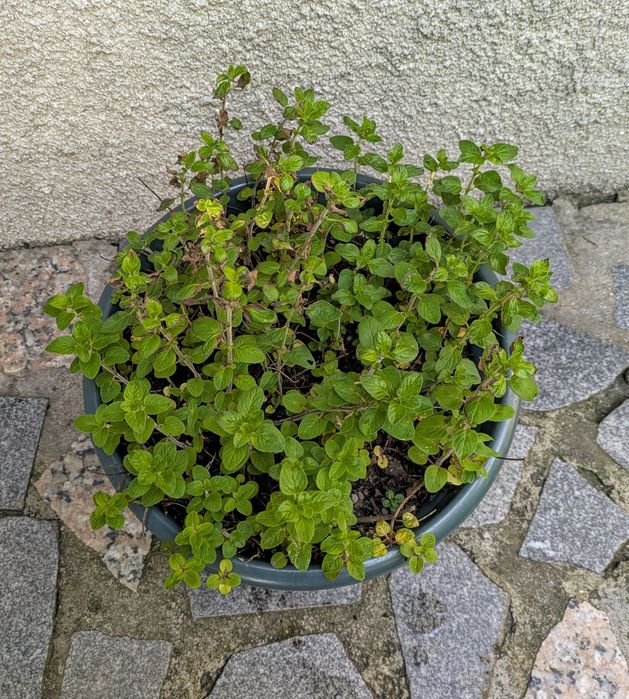 Plantas , catos, suculentas, protea, leucadendro