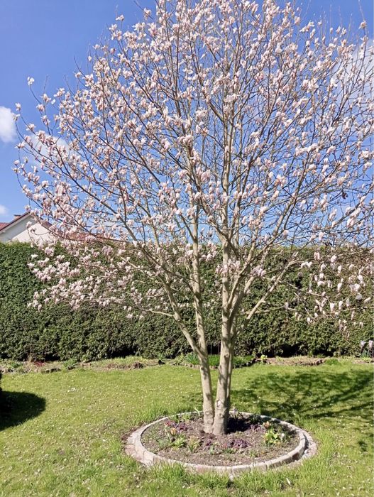 Magnolia drzewiasta nasiona magnolii 6x drzewo