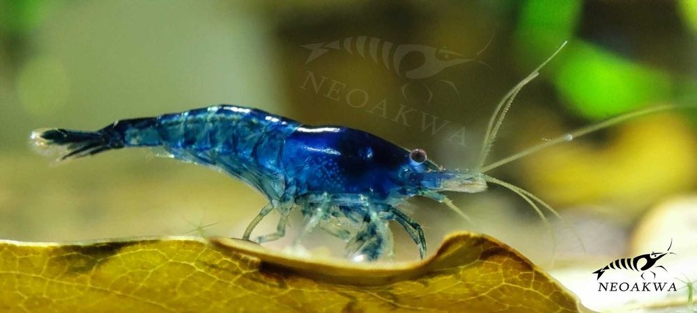 Krewetki BLUE Velvet