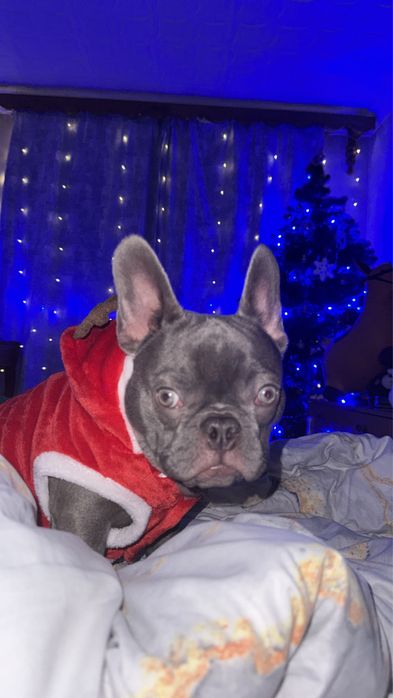 Срочно продам французкого бульдога