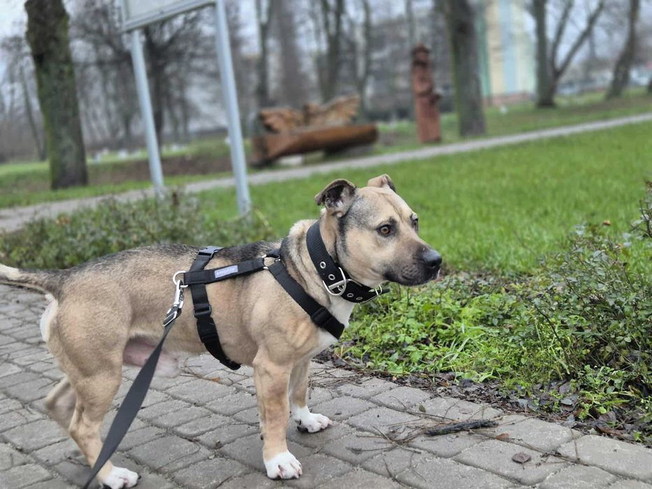 Młody, 5 letni silny samiec w typie amstaff