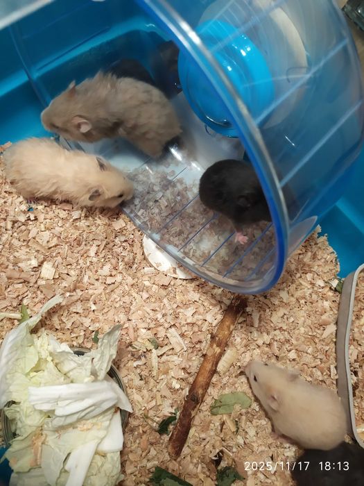 Хомяки, джунгарские хомяки