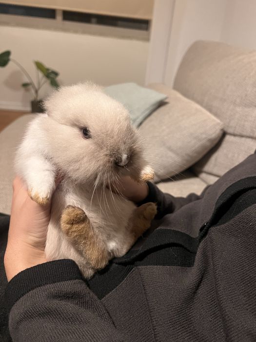 Vendo coelho anão