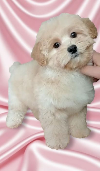 Нежно кремовая девочка мальтипу.