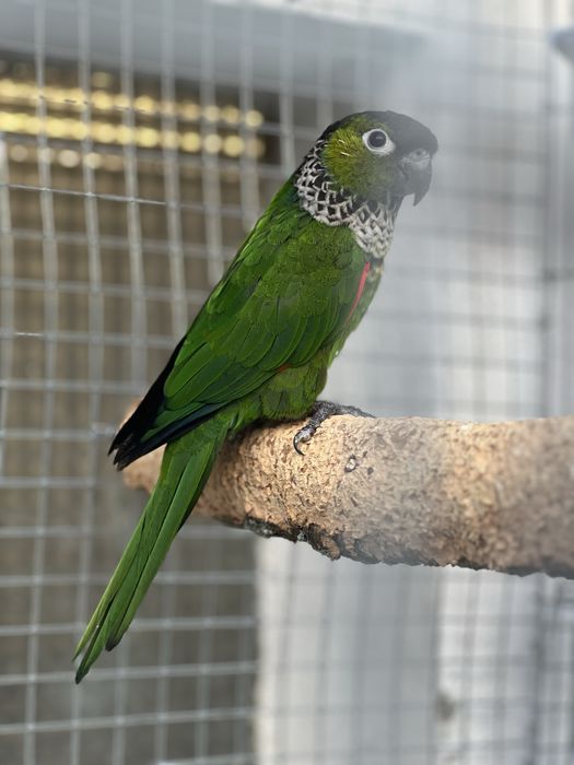 Pyrrhura rupicola macho