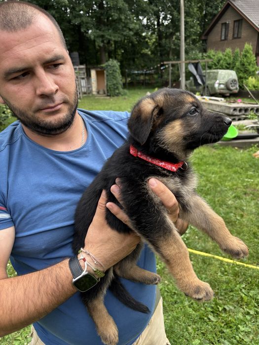Німецька вівчарка