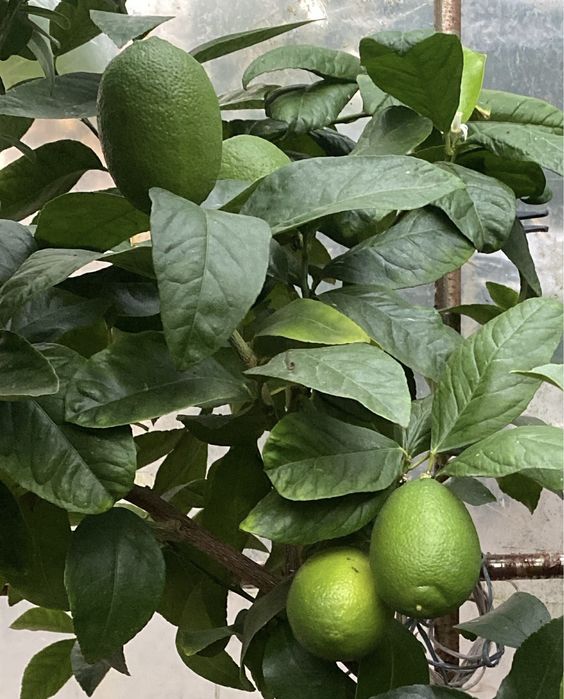 Цитруси , лимон, лайм, клементин, кумкват,  апельсин.