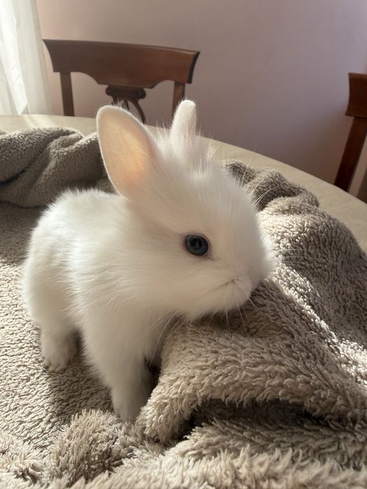 Декоративні карликові кролики | бронювання | доставка по Львову