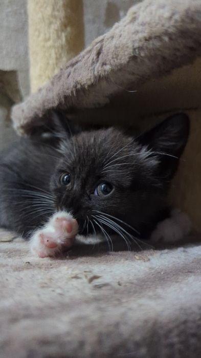 Кошенята. Кошеня, киця, котик
