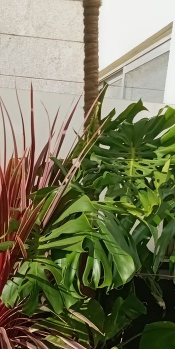Costeleta de Adão ou Monstera deliciosa
