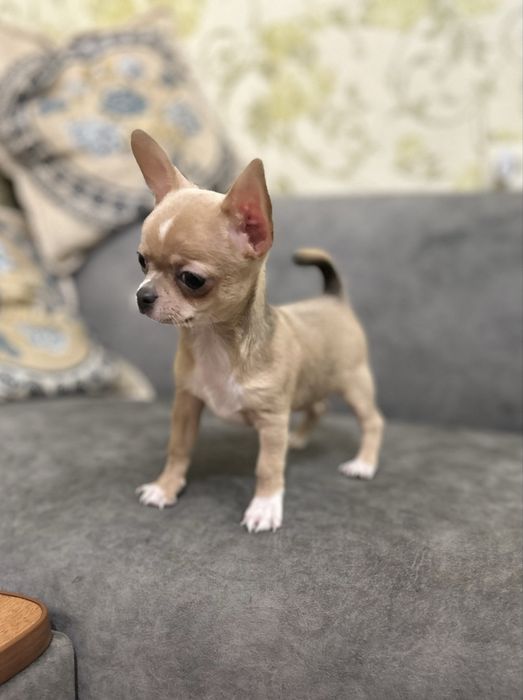 Маленький мальчик