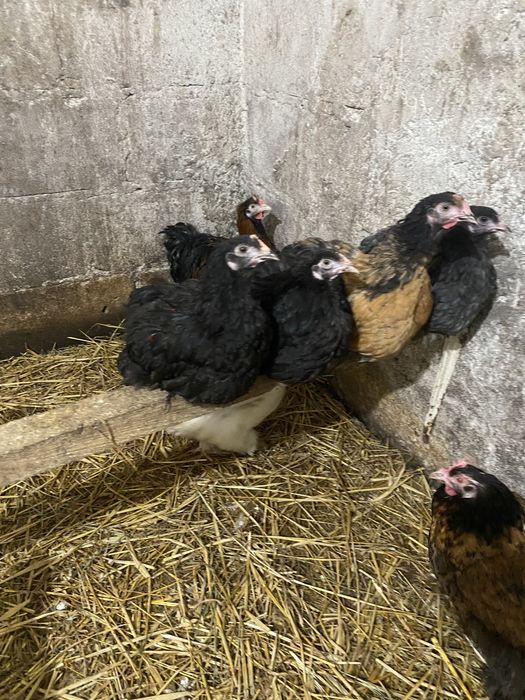 Kury kurczaki jajka legowe