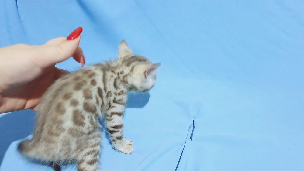 Бенгальский кот кошка