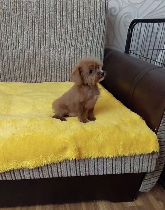 Мальтипу щеночек