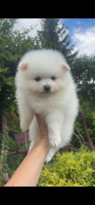 Szpic miniaturowy pomeranian sunia biała