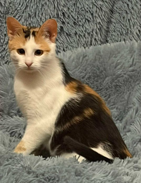 Piękna tricolorka do adopcji