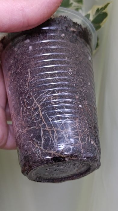 Твайлайт. Фікус Бенжаміна