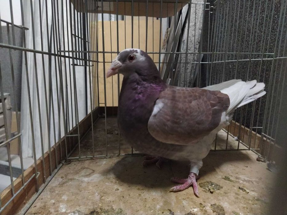 gołębie staropolskie