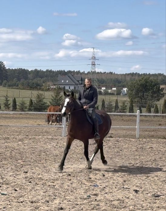Klacz po Indoctro - ujeżdżona, sprawdzona matka