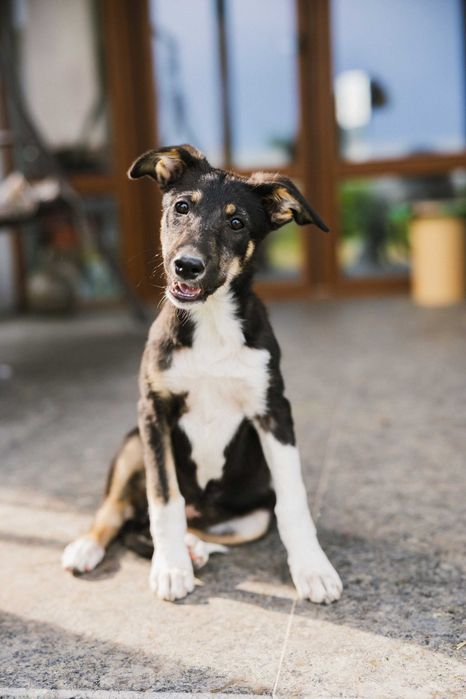 Цуценя безкоштовно. Дівчинка