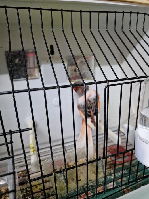 Canarios varias raças