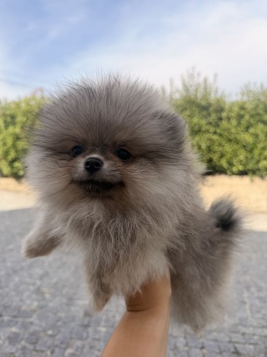Lindo macho pomerania