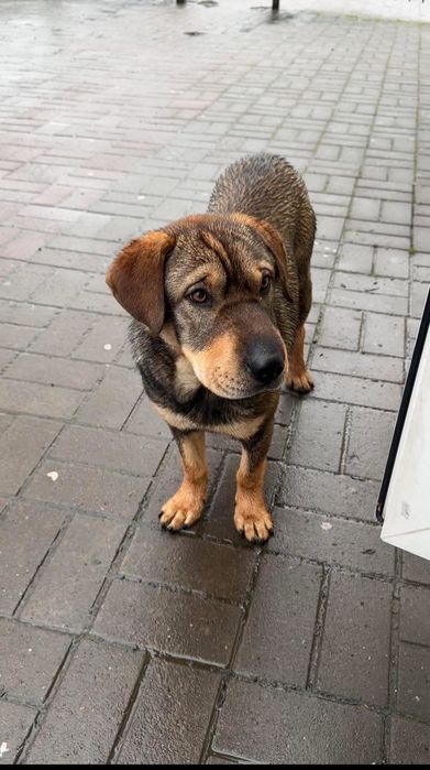 Шарпей змішана порода