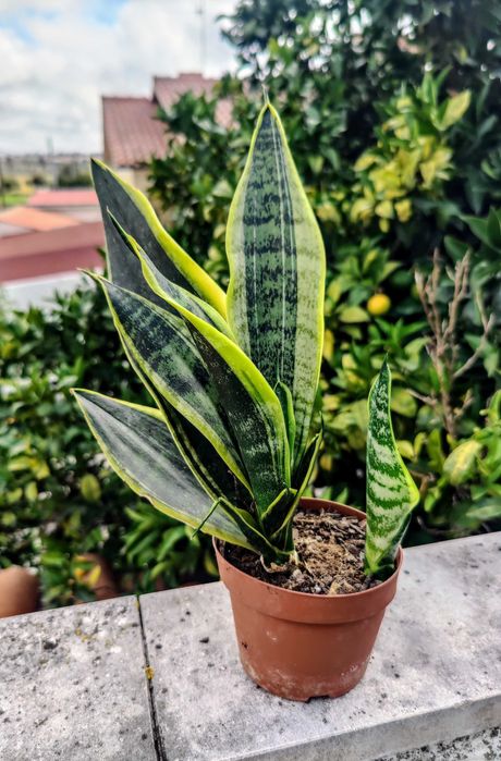 Muda Espada de Santa Bárbara /  Língua da Sogra