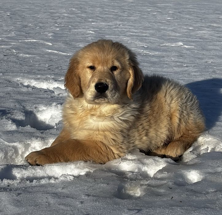 Piesek Golden Retriever