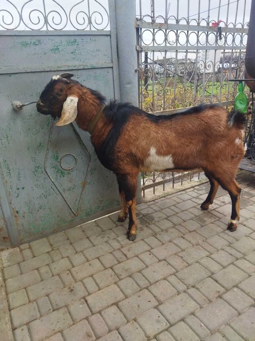 Продам Цап коза козенята англо нубійський цап Херсон