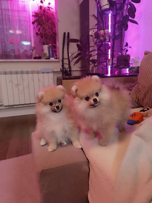 Щенки Померанского шпица