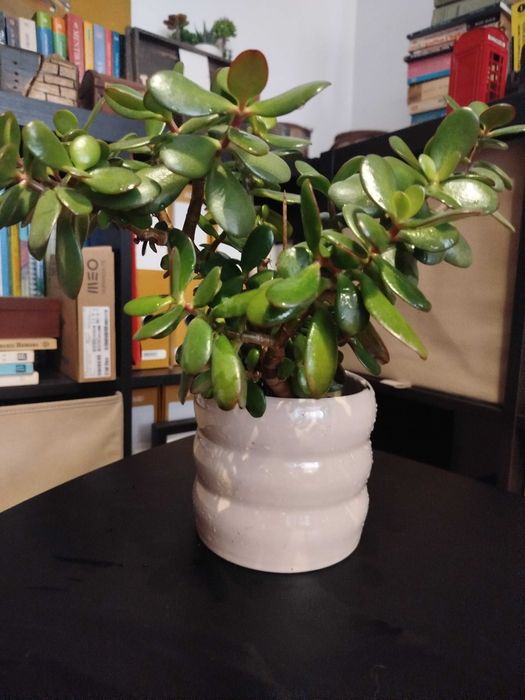 Suculenta: Flor de jade, famosa por atrair prosperidade