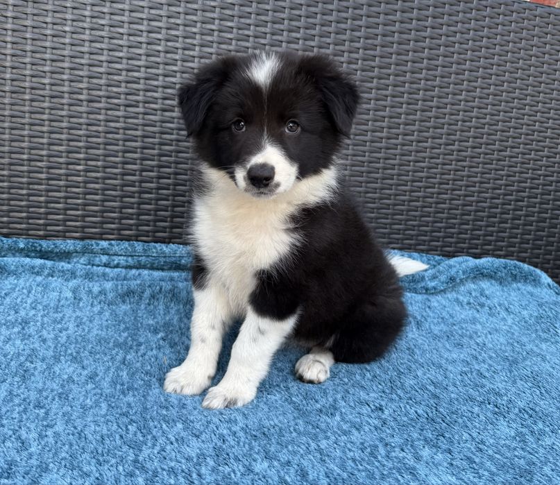 Border Collie przepiękna klasyczna sunia black & white Daisy
