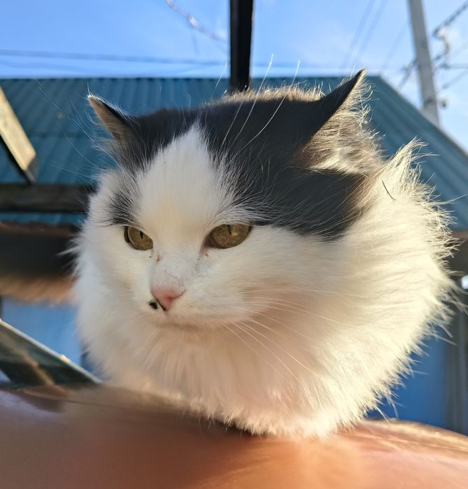 Чарівна пухнаста красуня шукає родину